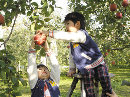 관광사과농원 U-pick Fruit Orchard