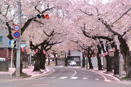 桜川の桜並木01