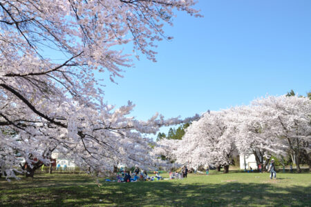 幸畑陸軍墓地の桜01