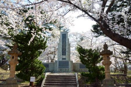 幸畑陸軍墓地の桜02