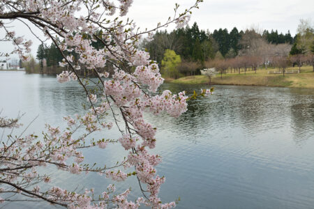 野木和公園の桜01