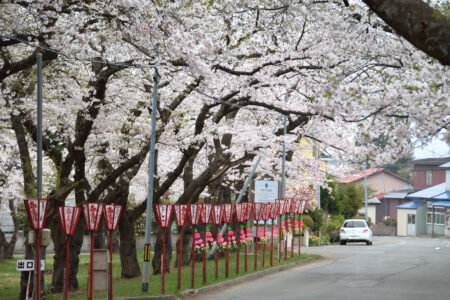 野木和公園の桜02