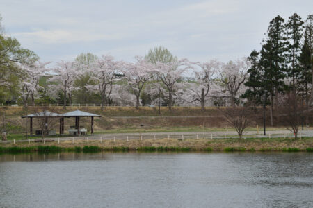 浪岡湿生公園の桜02