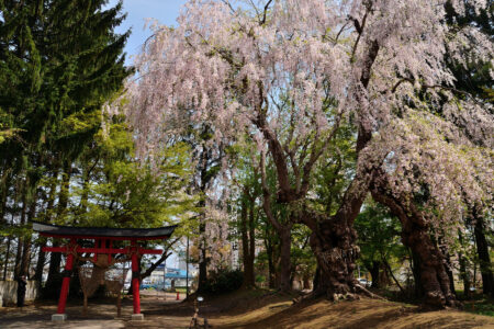 大星神社の桜01