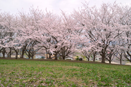浪岡花岡公園の桜01