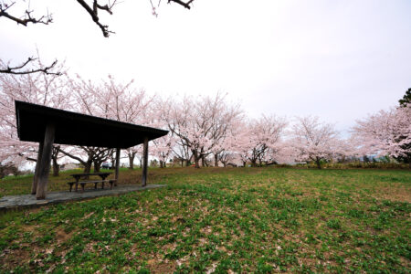 浪岡花岡公園の桜02